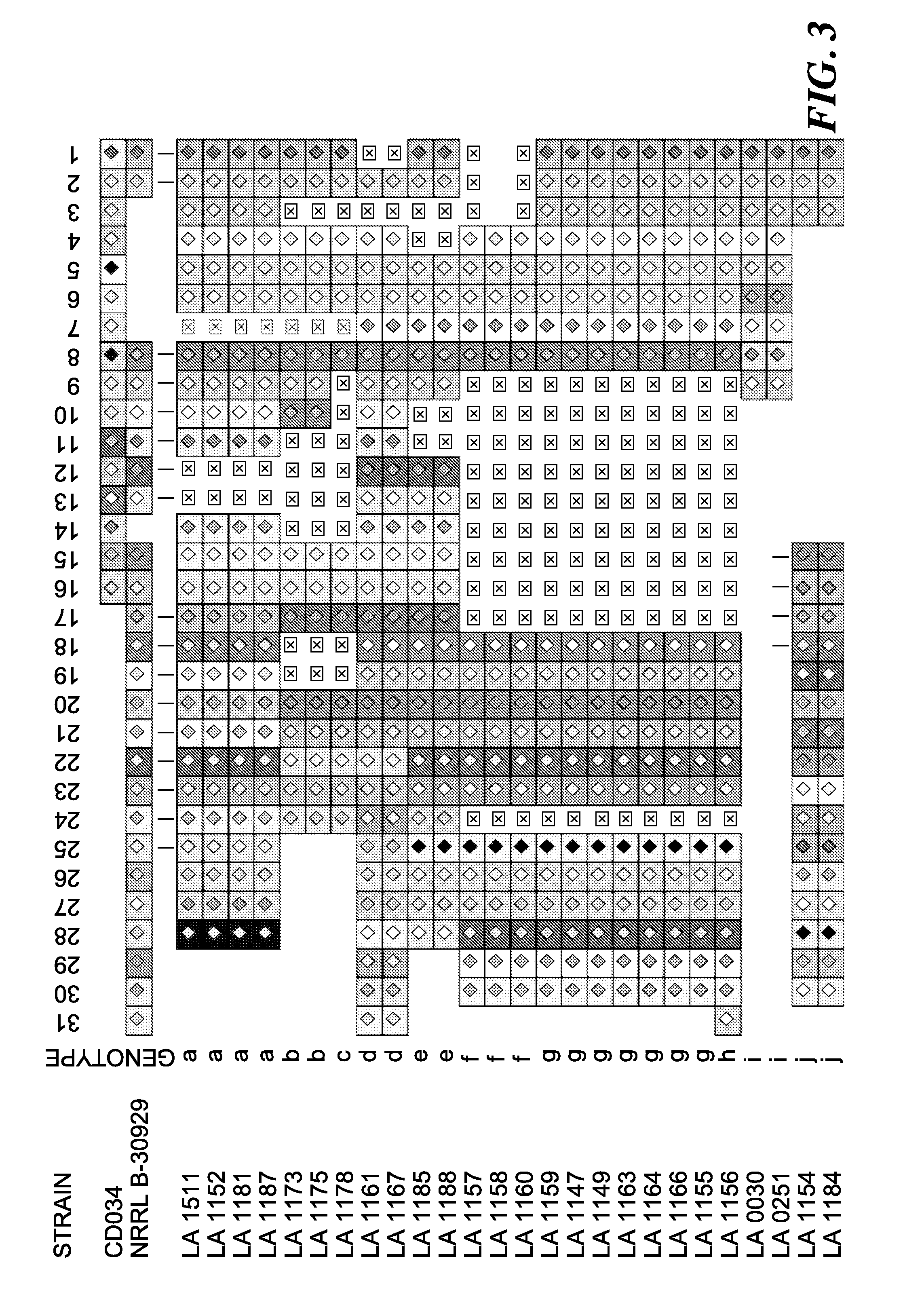 Compositions and methods related to a type-ii crispr-cas system in lactobacillus buchneri