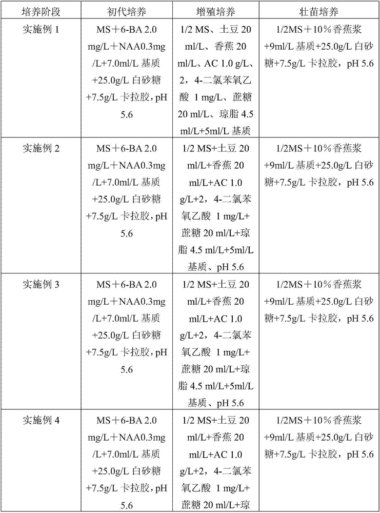 Substrate applicable to tissue culture of oncidium and preparation method thereof