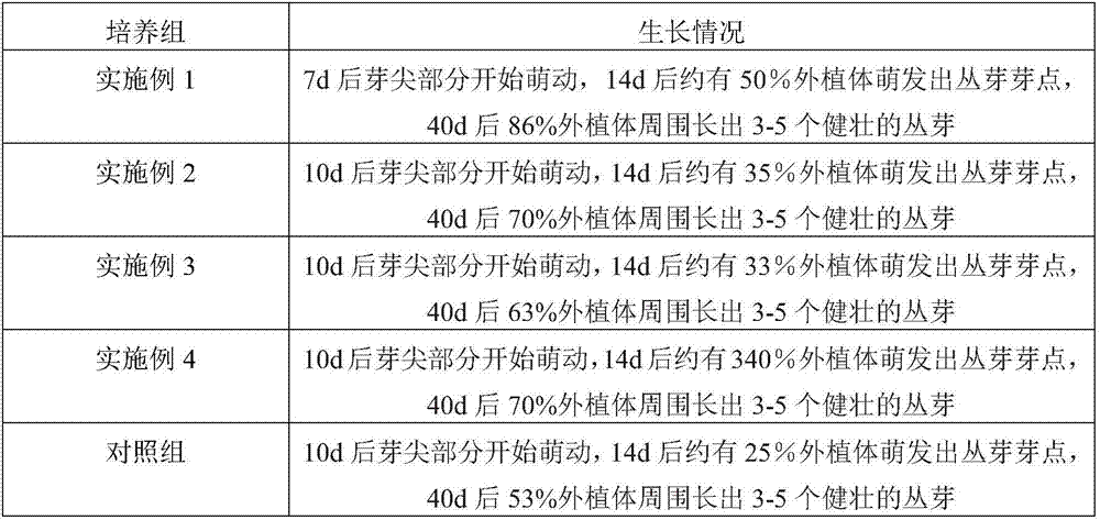 Substrate applicable to tissue culture of oncidium and preparation method thereof