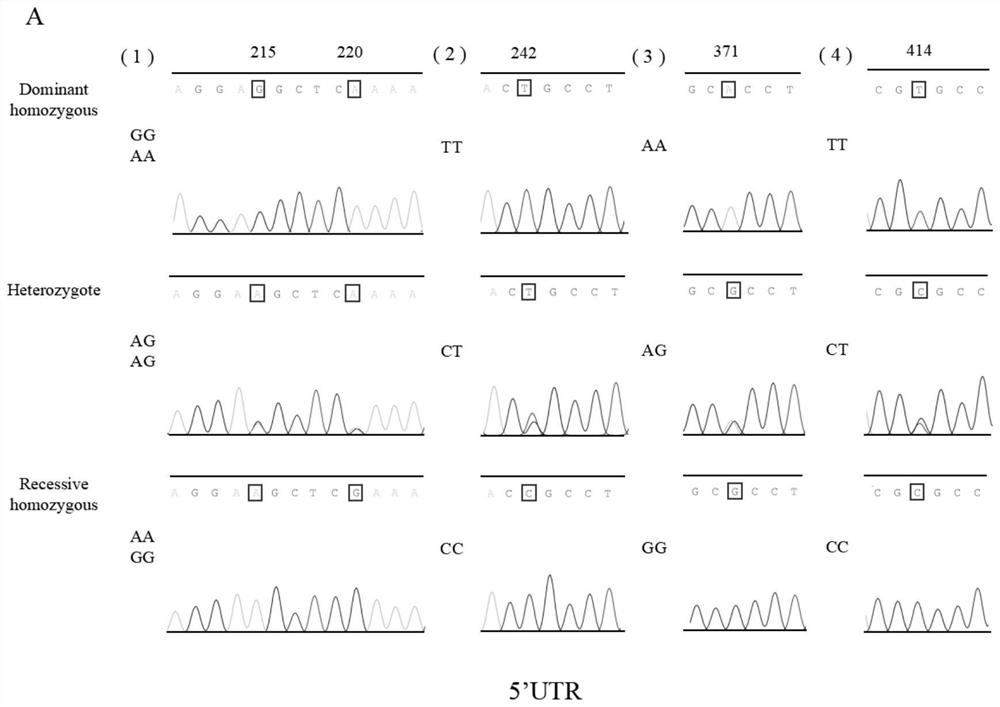 Rapid and accurate coat color trait fixing method for breeding new black pig variety and application