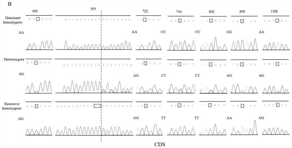 Rapid and accurate coat color trait fixing method for breeding new black pig variety and application