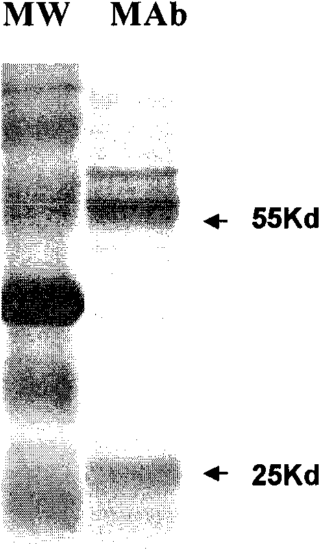 Methamphetamine monoclonal antibody kit having no cross-reactions with ephedrine and pseudoephedrine