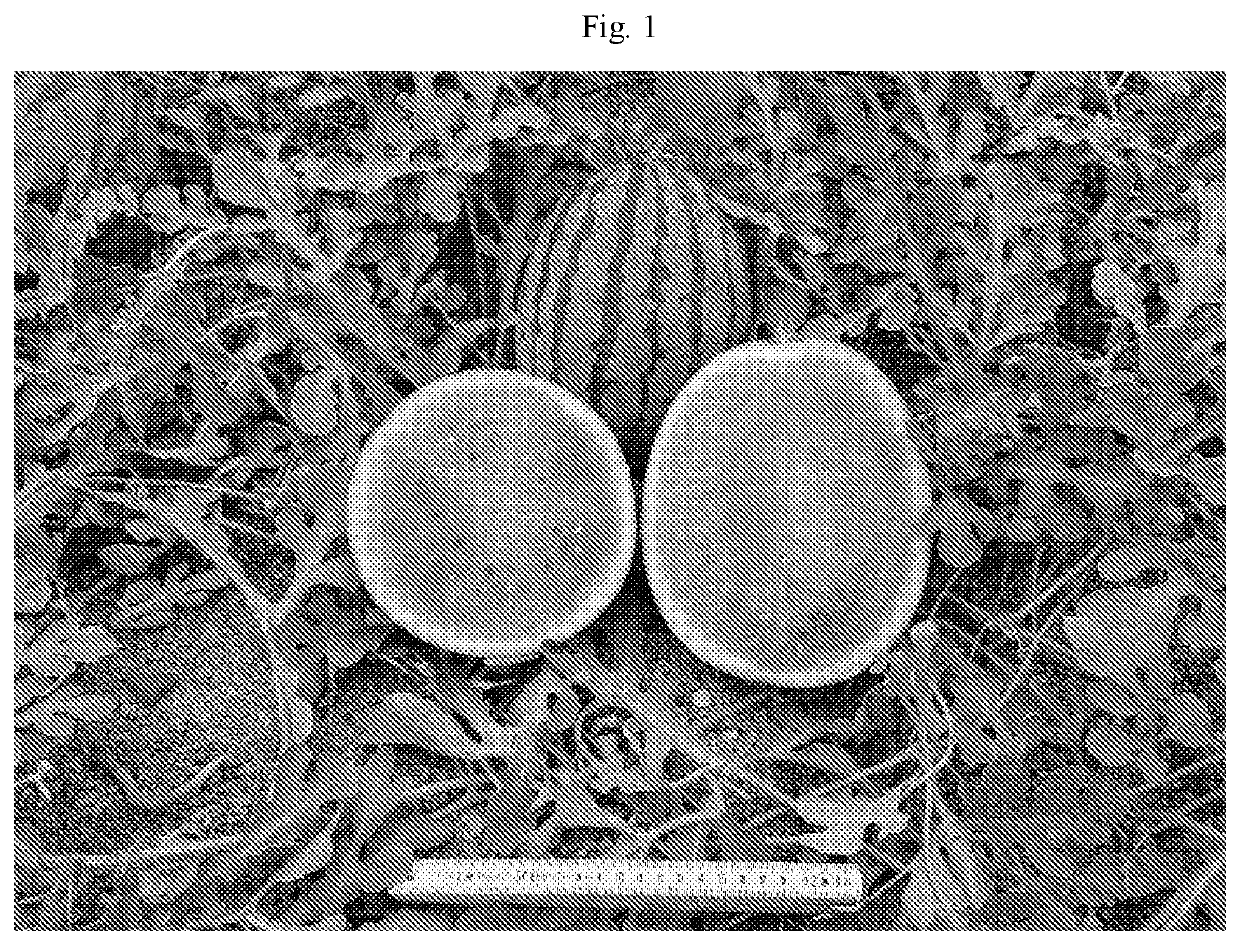 Watermelon variety nun 11802 wmw