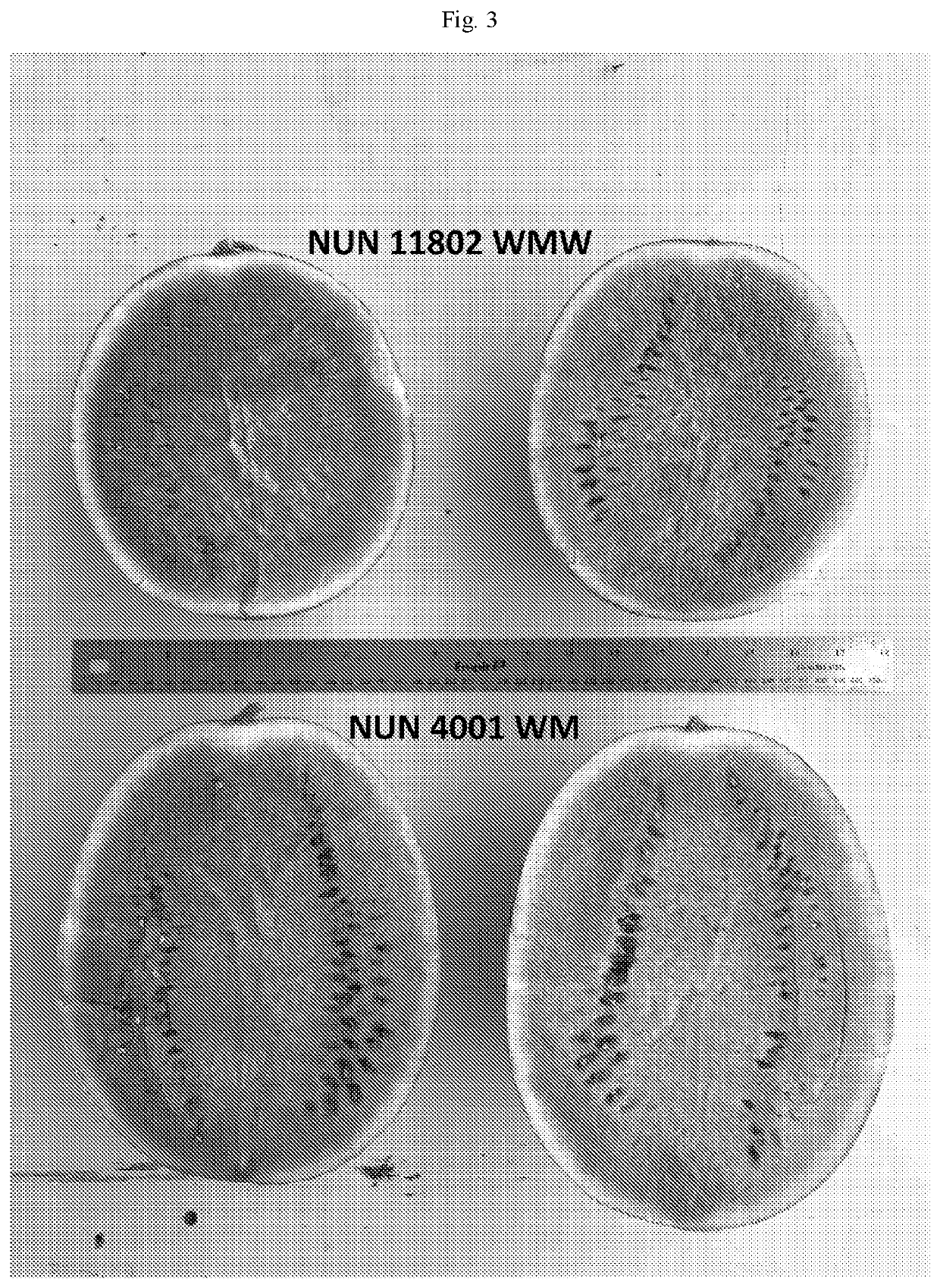 Watermelon variety nun 11802 wmw