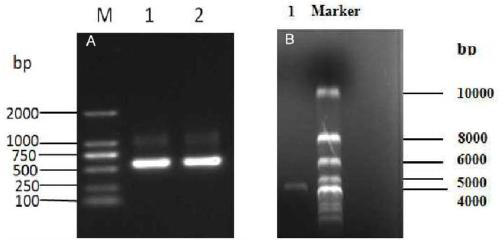 MICA extracellular region mutant, screening method thereof, scFv-MICA fusion antibody and preparation method and application of scFv-MICA fusion antibody