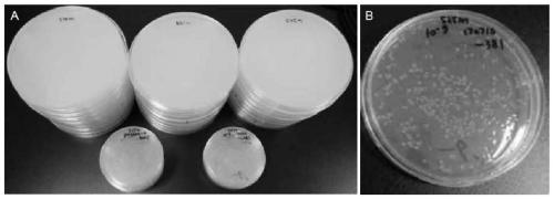 MICA extracellular region mutant, screening method thereof, scFv-MICA fusion antibody and preparation method and application of scFv-MICA fusion antibody