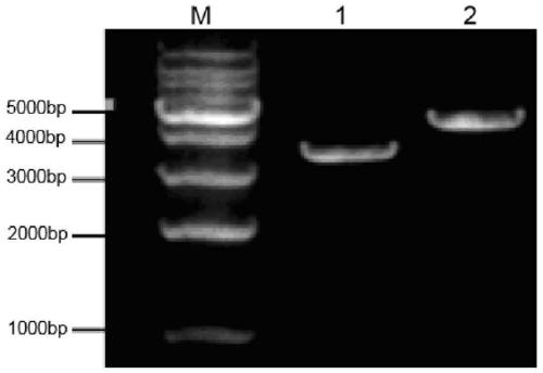 MICA extracellular region mutant, screening method thereof, scFv-MICA fusion antibody and preparation method and application of scFv-MICA fusion antibody