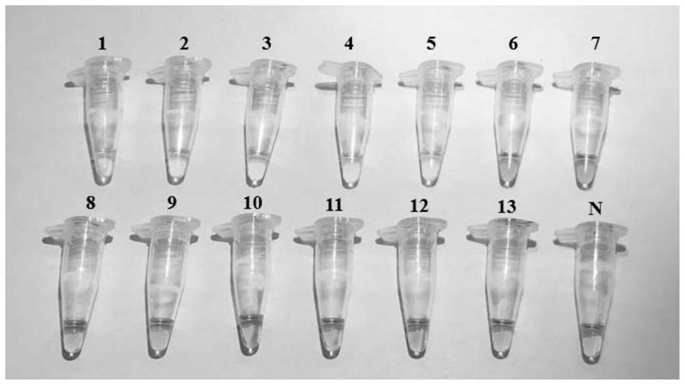 LAMP (loop-mediated isothermal amplification) primer group for identifying bark beetles and application thereof