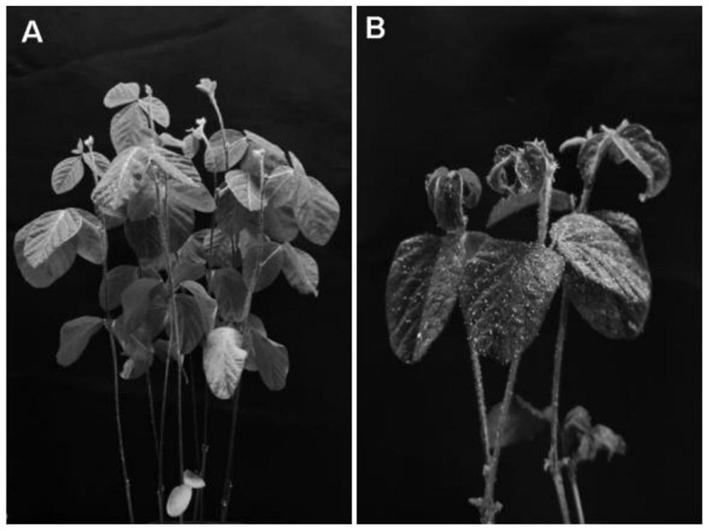 Soybean aphid-resistant gene as well as molecular marker and application thereof