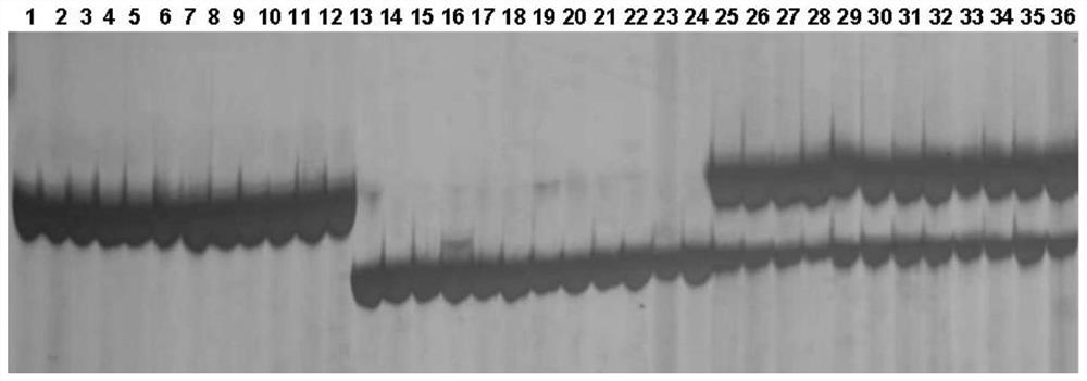 Soybean aphid-resistant gene as well as molecular marker and application thereof