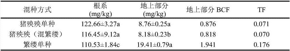 Method for improving cadmium-contaminated soil remediation capacity of chickweed