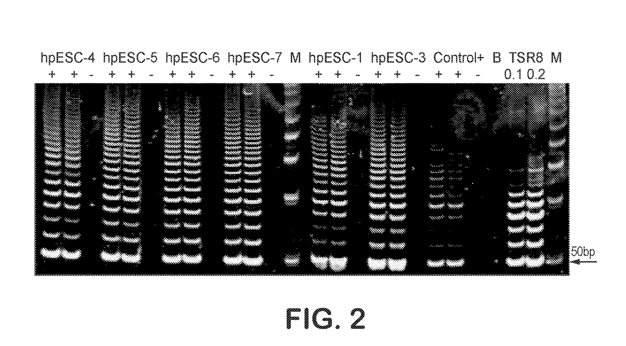 Patient-specific stem cell lines derived from human parthenogenetic blastocysts