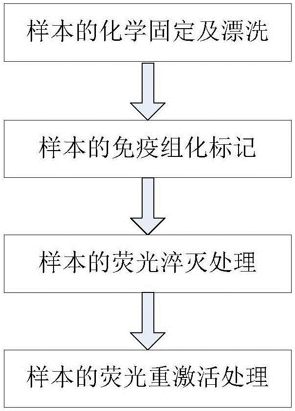 Fluorescence control method used in labeling biological tissues with organic fluorescent dye molecules