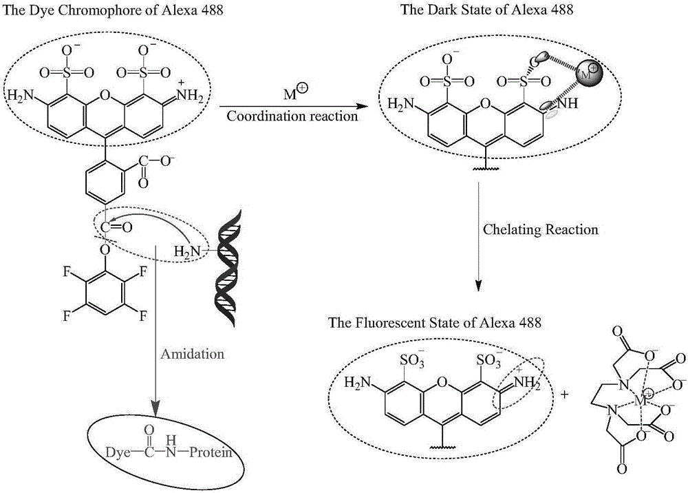 Fluorescence control method used in labeling biological tissues with organic fluorescent dye molecules