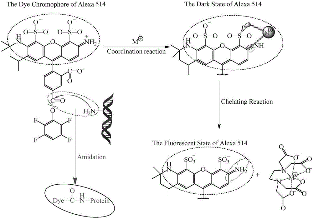 Fluorescence control method used in labeling biological tissues with organic fluorescent dye molecules