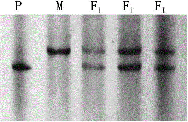 SSR primer and method for detecting purity of cucumber hybrid F1 'Baoke No.1' seeds