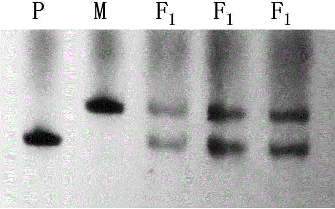 SSR primer and method for detecting purity of cucumber hybrid F1 'Baoke No.1' seeds