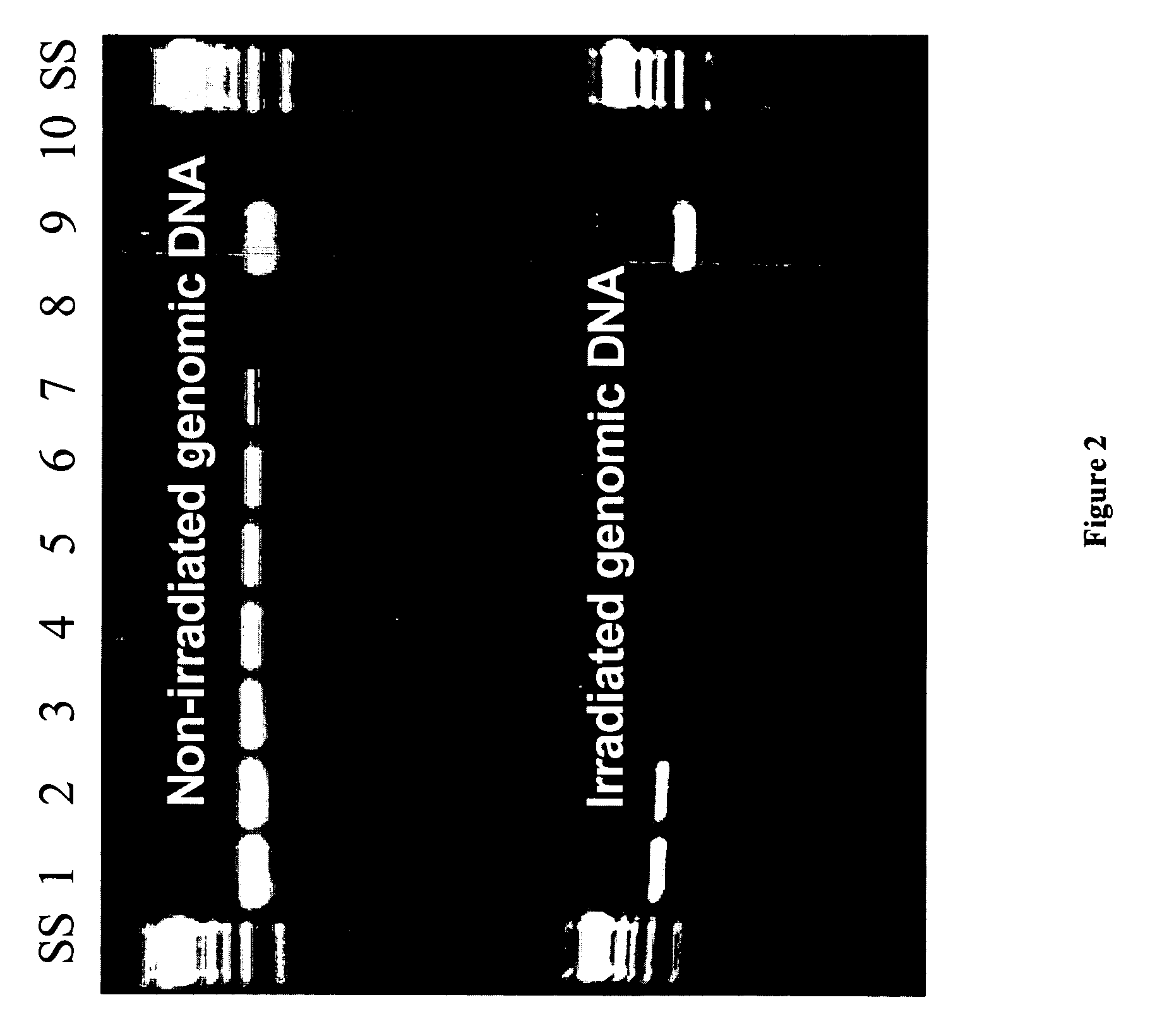 Methods for repairing degraded DNA