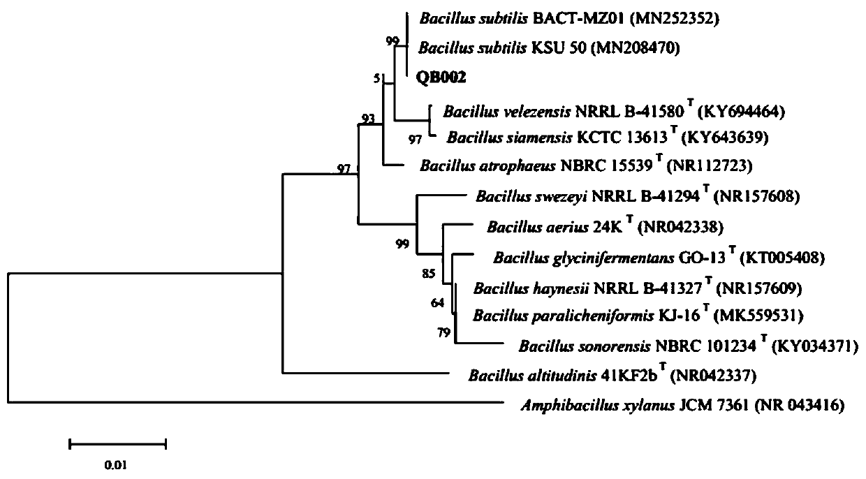 Walnut branch blight antagonizing bacteria and application thereof