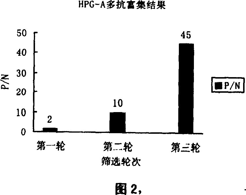 Antigen simulating epipeptide of A type parachicken blood phili bacillus and its use