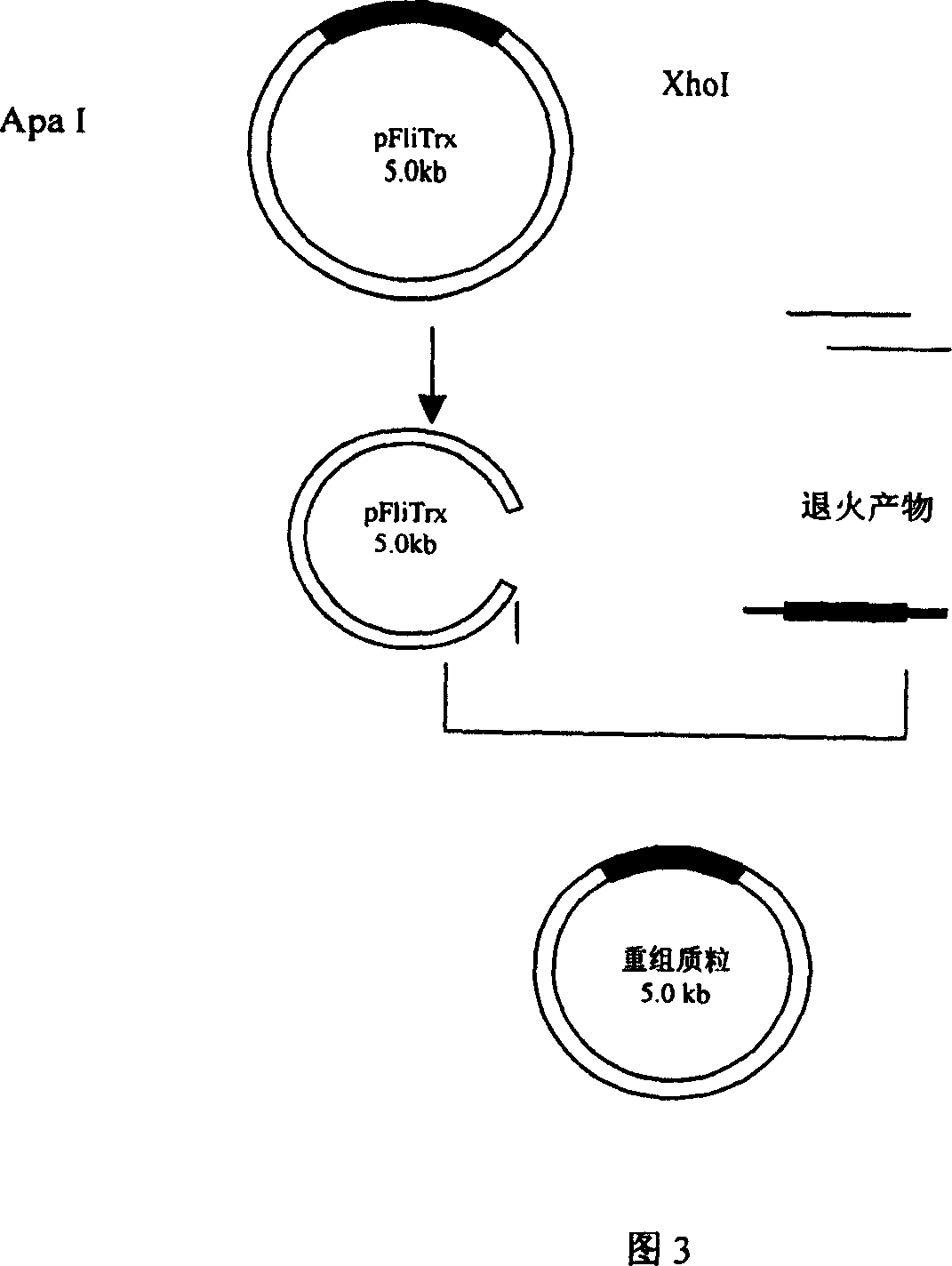 Antigen simulating epipeptide of A type parachicken blood phili bacillus and its use