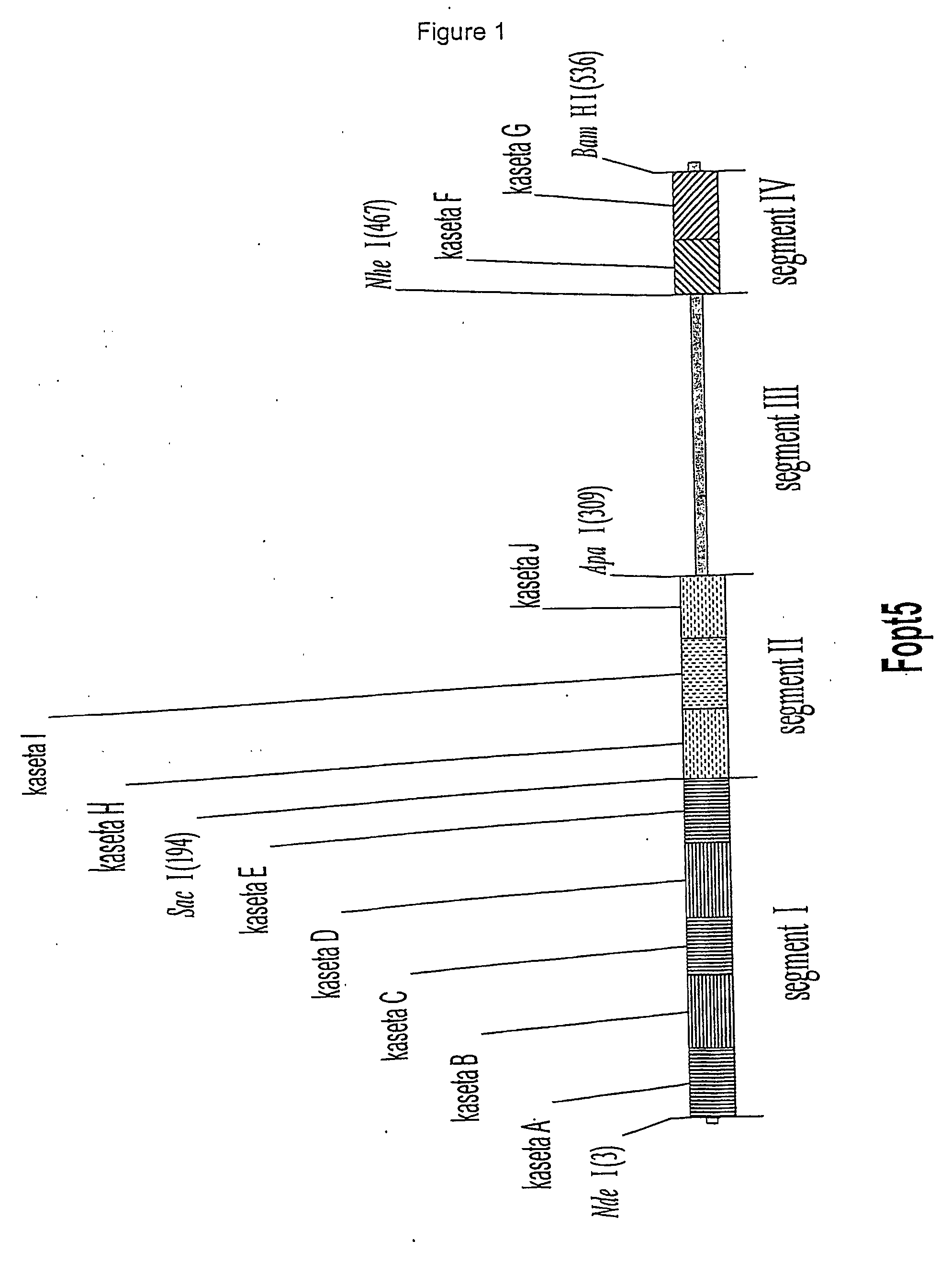 Synthetic gene coding for human granulocyte-colony stimulating factor for the expression in e.coli