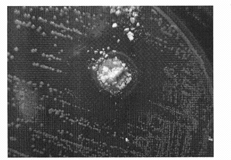 Method for preparing nanometer antibacterial core-shell polymer microsphere through emulsion polymerization