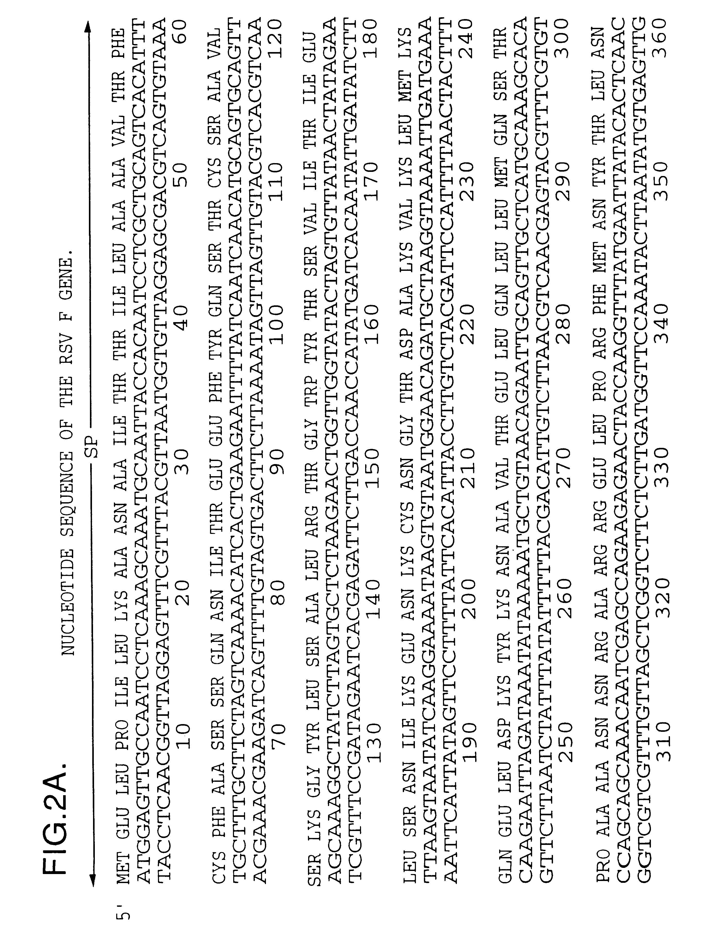 Nucleic acid respiratory syncytial virus vaccines