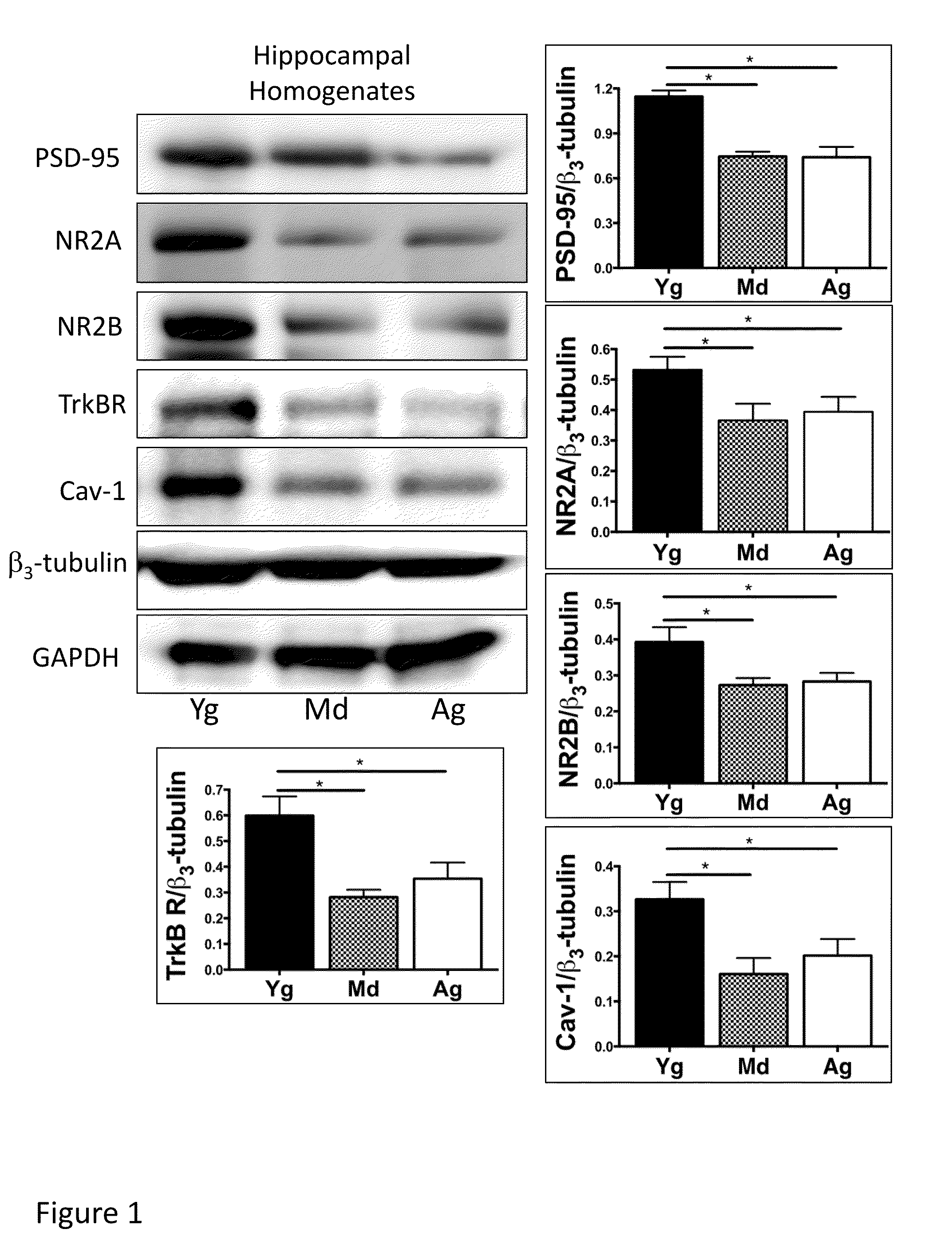 Neuronal specific targeting of caveolin expression to restore synaptic signaling and improve cognitive function in the neurodegenerative brain and motor function in spinal cord