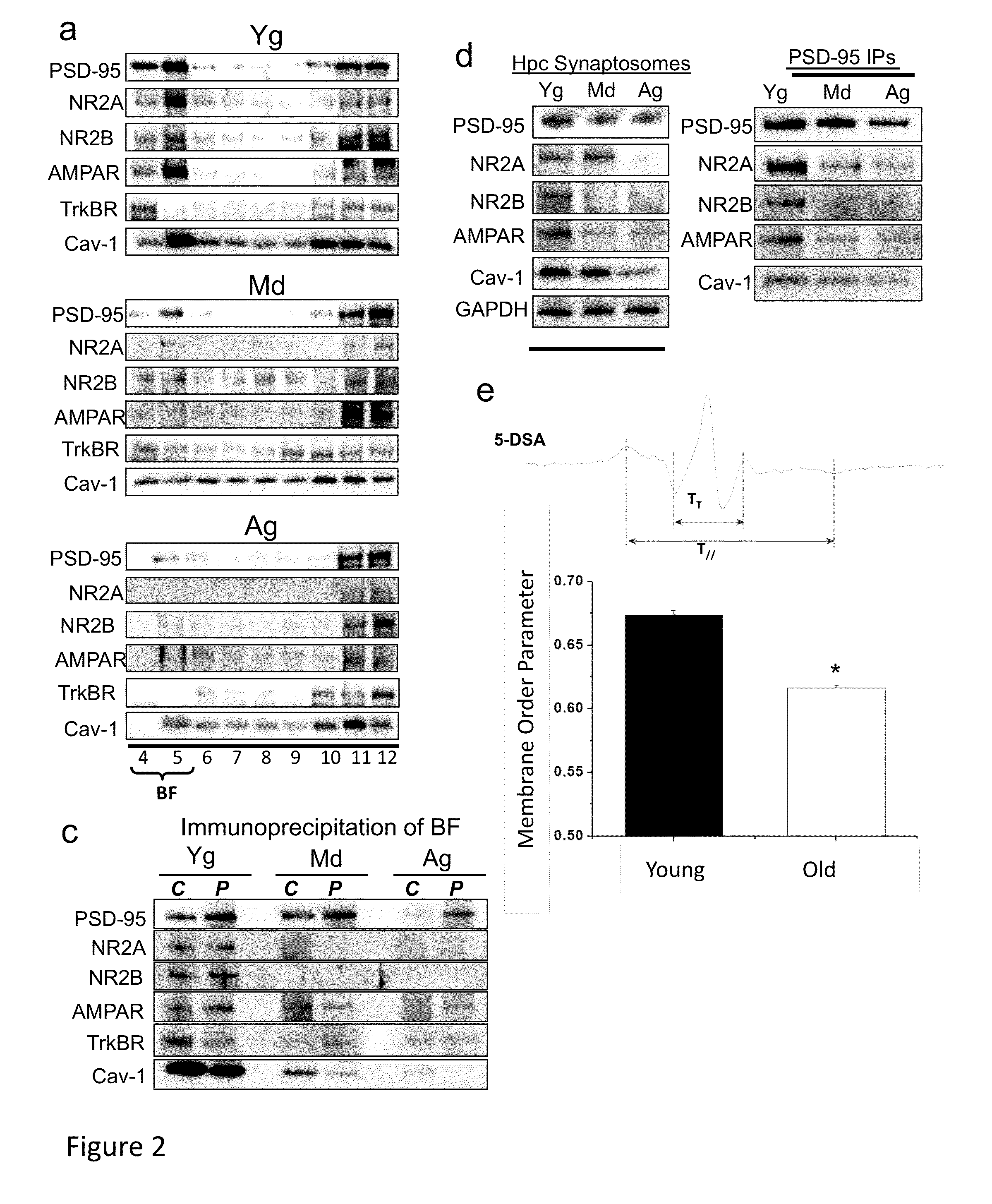 Neuronal specific targeting of caveolin expression to restore synaptic signaling and improve cognitive function in the neurodegenerative brain and motor function in spinal cord