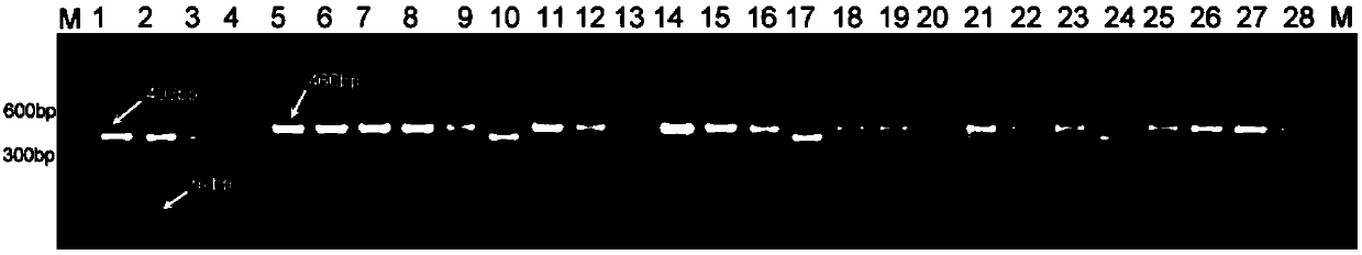 SNP marker for analyzing rice genetic diversity and identifying varieties, primers and application