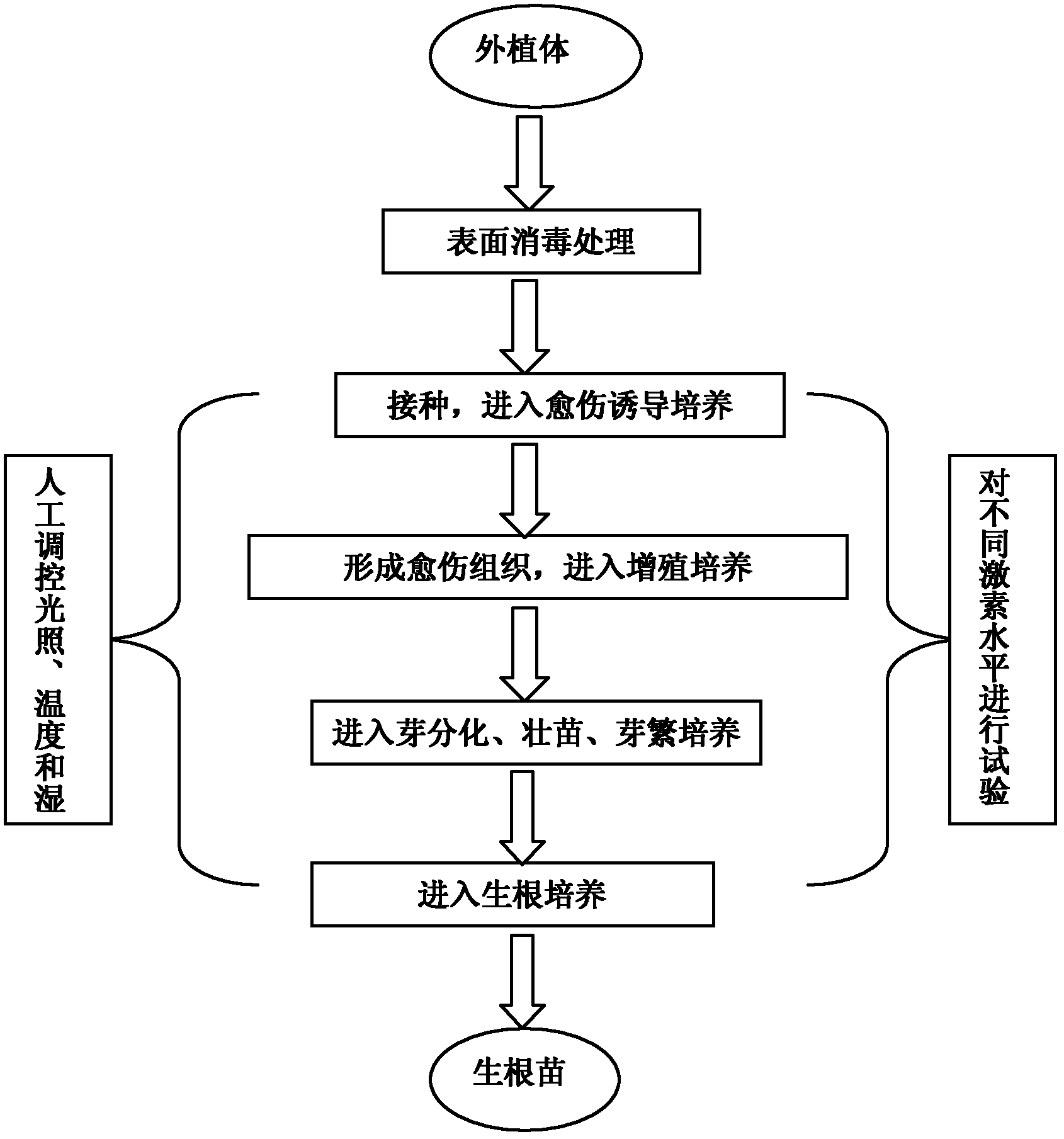 Method for tissue culture of hoya kerrii