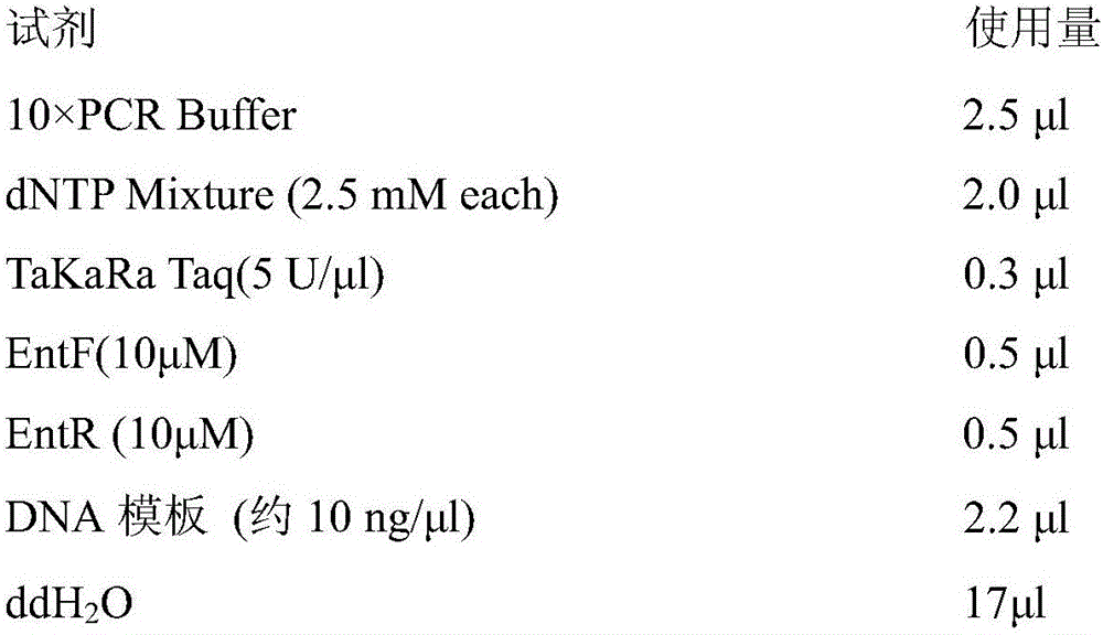 Method for early detection of grouper intestinal tract microsporidia and application thereof