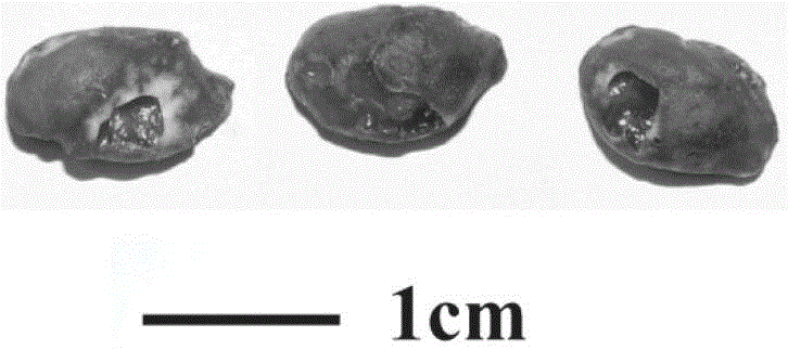 A bioactive factor composition for promoting osteogenesis and vascularization