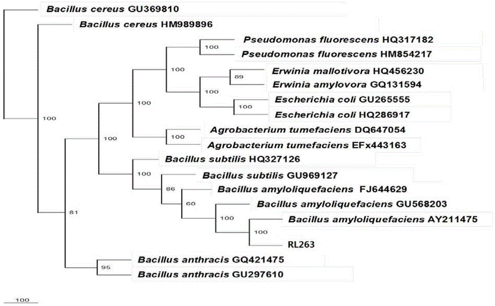 Bacillus amyloliquefaciens RL263 capable of preventing and controlling rice blast