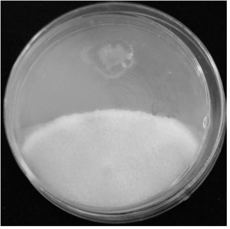 Bacillus amyloliquefaciens RL263 capable of preventing and controlling rice blast