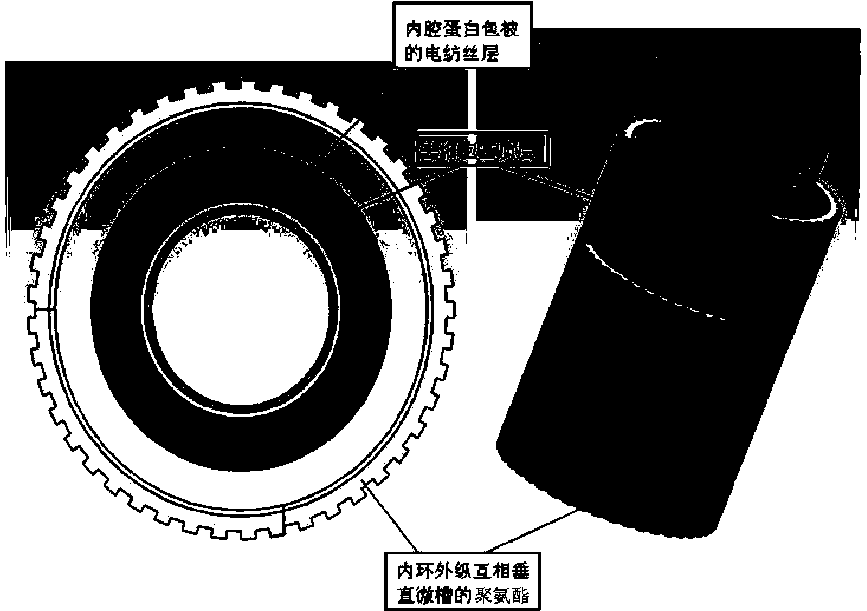 Preparation method of artificial esophagus with histological structure