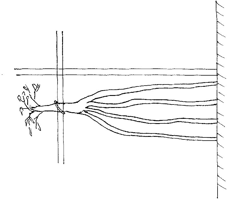 Method of fast cultivating of large-scale root-viewing type garden landscape trees by replacing trunk by root system