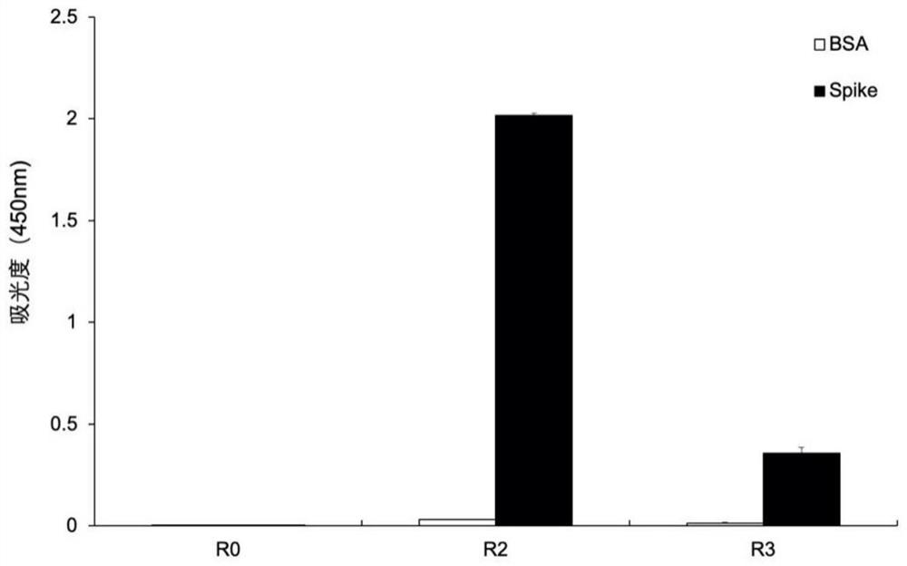 Monoclonal antibody capable of aiming at SARS-CoV-2 spike protein non RBD (Receptor Binding Domain), and application of monoclonal antibody