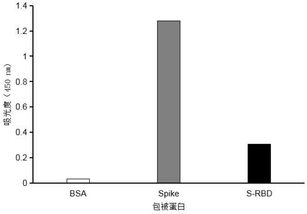 Monoclonal antibody capable of aiming at SARS-CoV-2 spike protein non RBD (Receptor Binding Domain), and application of monoclonal antibody