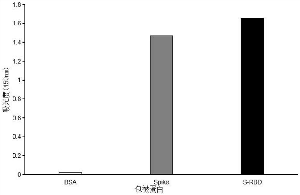 Monoclonal antibody capable of aiming at SARS-CoV-2 spike protein non RBD (Receptor Binding Domain), and application of monoclonal antibody