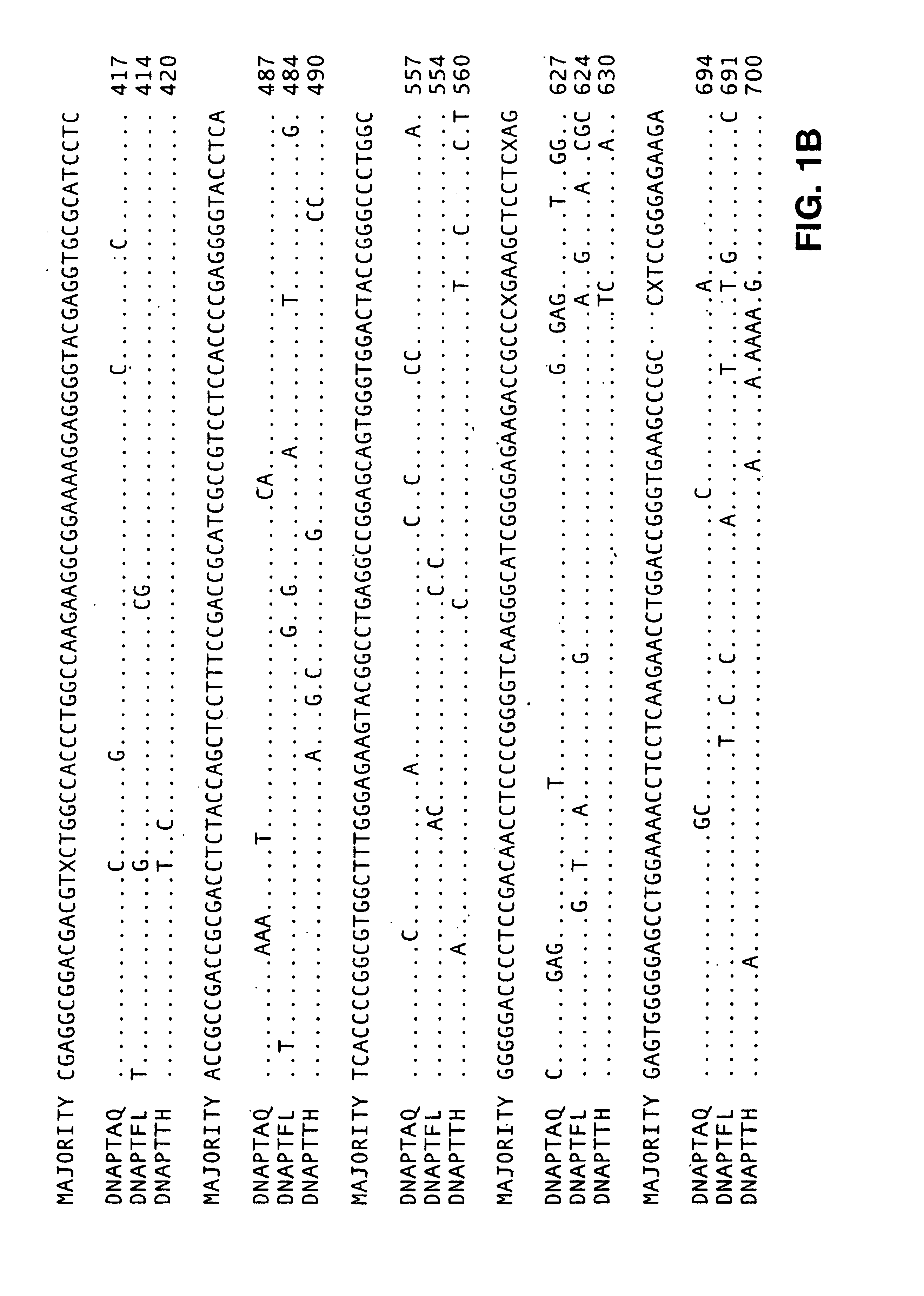 FEN endonucleases