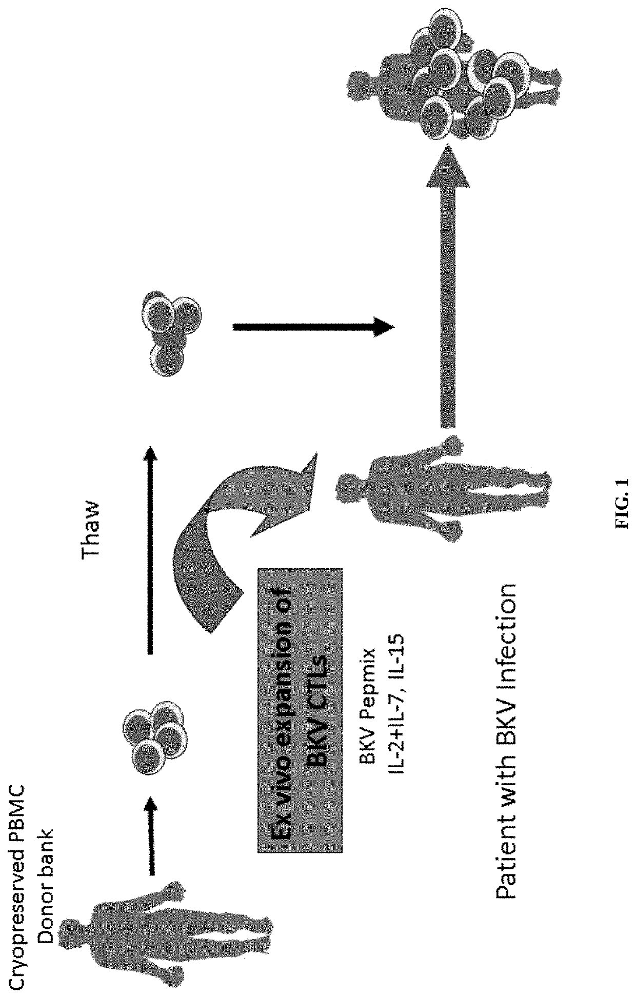 BK virus specific T cells