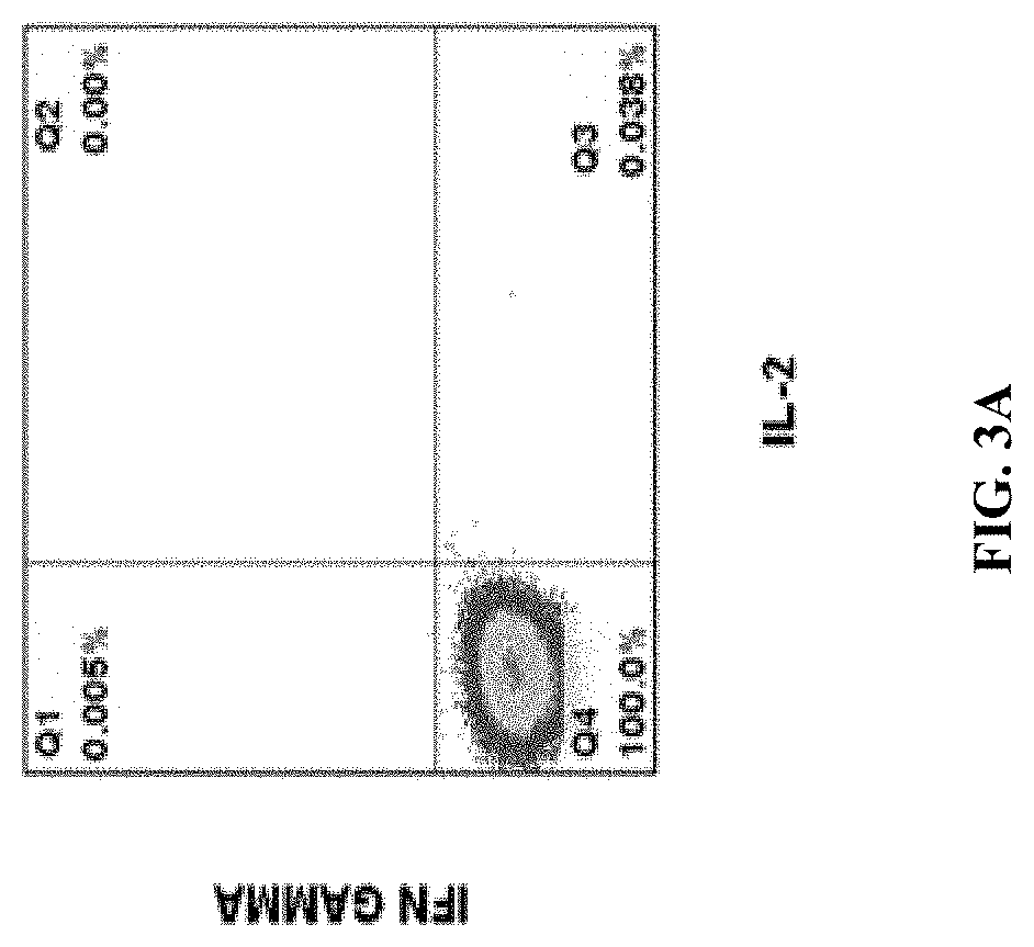 BK virus specific T cells