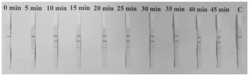 Composition, kit and method for detecting mycoplasma ovipneumoniae