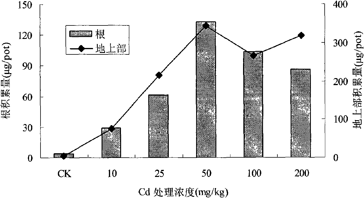 Method for repairing heavy metal polluted soil by using cadmium hyper-accumulation plant lantana camara