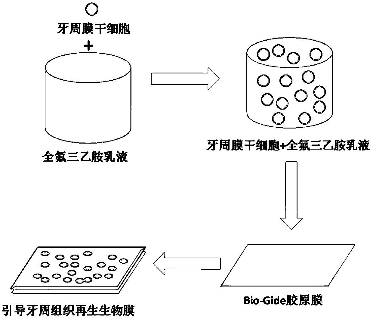 A biofilm for guided periodontal tissue regeneration and its preparation method and application