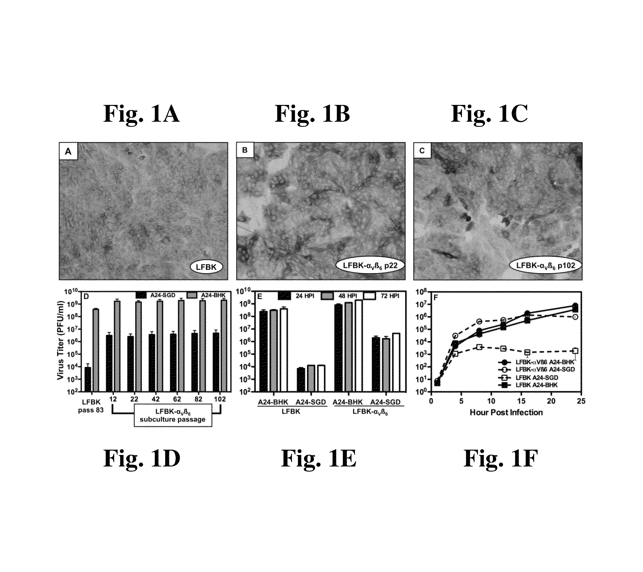 Continuous porcine kidney cell line constitutively expressing bovine α<sub>V</sub>β<sub>6 </sub>integrin with increased susceptibility to foot and mouth disease virus