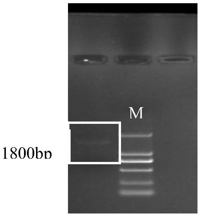 A kind of artificially modified glucose oxidase gene and its expression application