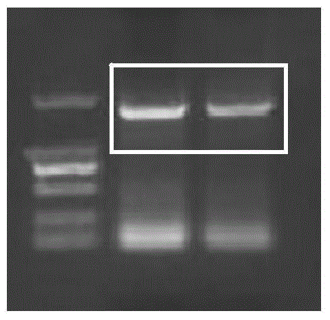 A kind of artificially modified glucose oxidase gene and its expression application